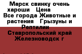 Марск свинку очень хароши › Цена ­ 2 000 - Все города Животные и растения » Грызуны и Рептилии   . Ставропольский край,Железноводск г.